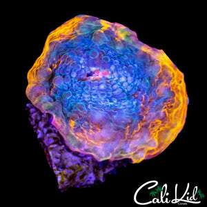 RAINBOW RIM CHALICE FRAG