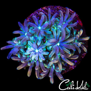CK KALEIDOSCOPE GALAXIA