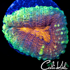TRI COLOR SCOLY