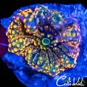 ULTRA RAINBOW RICORDIA