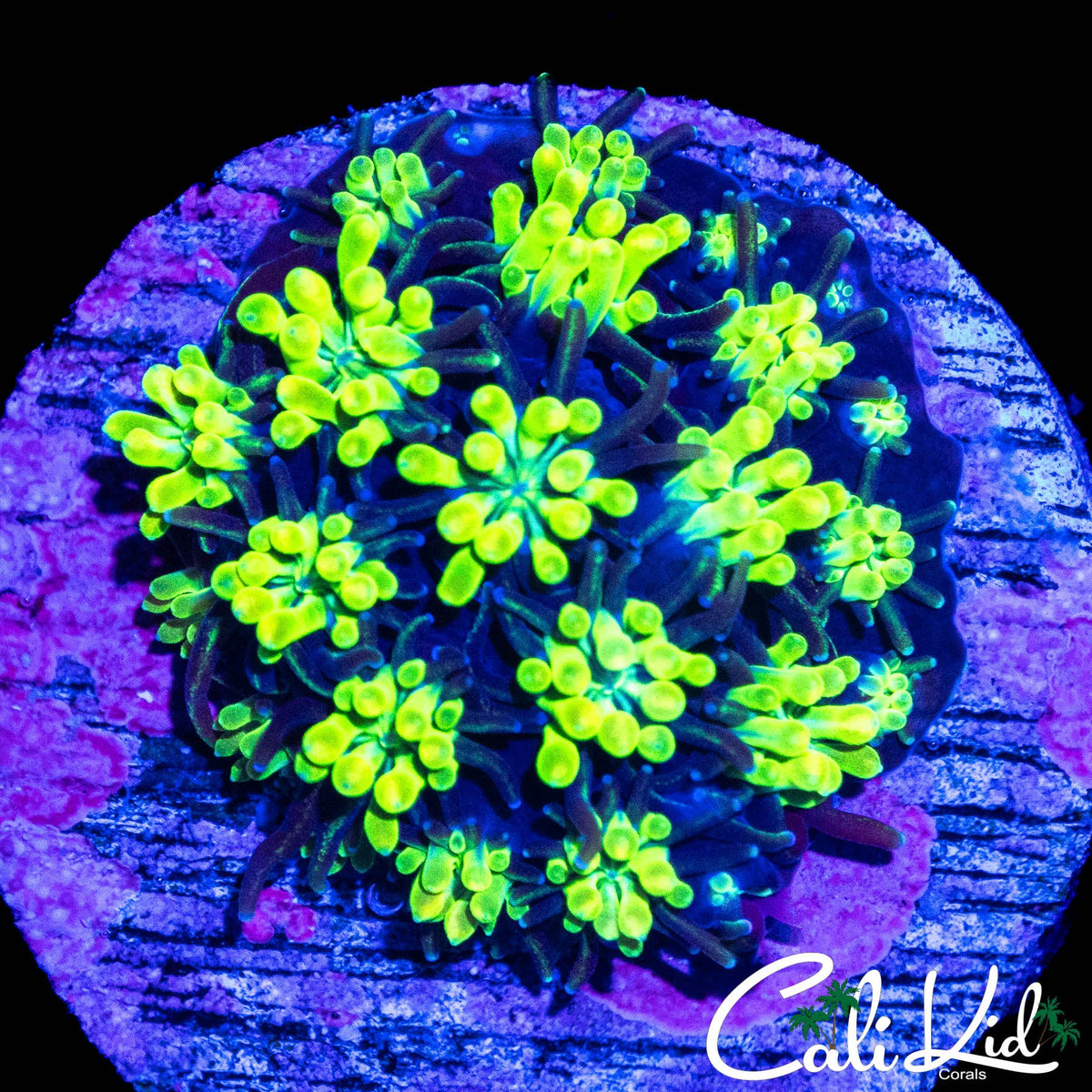 BLUE THUNDER GALAXIA