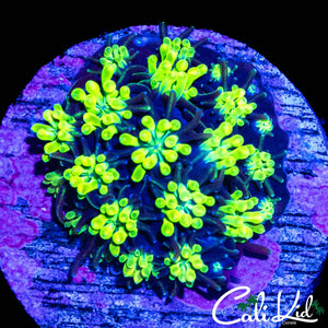 BLUE THUNDER GALAXIA