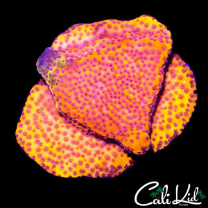 STARBURST MONTI CHUNK