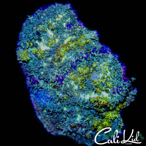 MYSTERY RHODACTIS ROCK