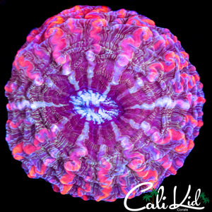 FRANKENSTEINS BRIDE INDOPHYLLIA