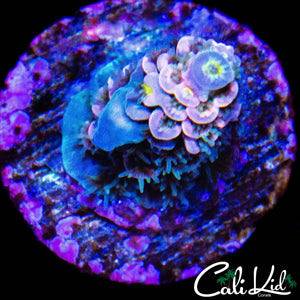 BEAUTIFUL RAINBOW TENIUS FRAG