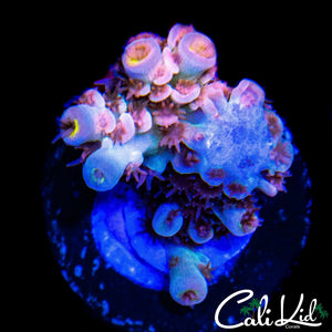 BONKERZ PINK POLYP TENIUS