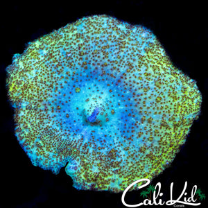 ULTRA SPECKLED NEGLECTA MUSHROOM