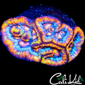 SUPER RARE RAINBOW WILSONI