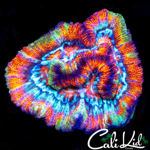 ULTRA RAINBOW WILSONI