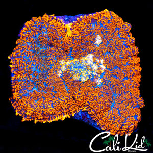 XL WHITE MOUTH RAINBOW RHODACTIS