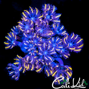 RAINBOW CLOVES CHUNK