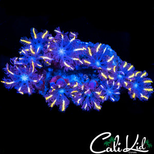 RAINBOW CLOVES