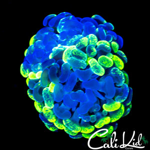 SPLATTER BRANCHING HAMMER