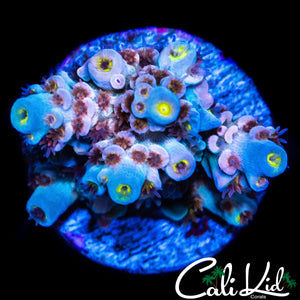BEAUTIFUL RED POYLP TENIUS
