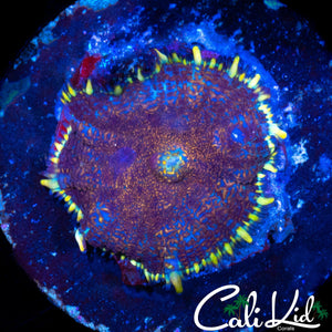 GOLDEN RIM RHODACTIS