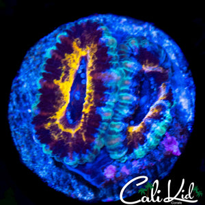 CK BLACK PANTHER ACAN DOUBLE