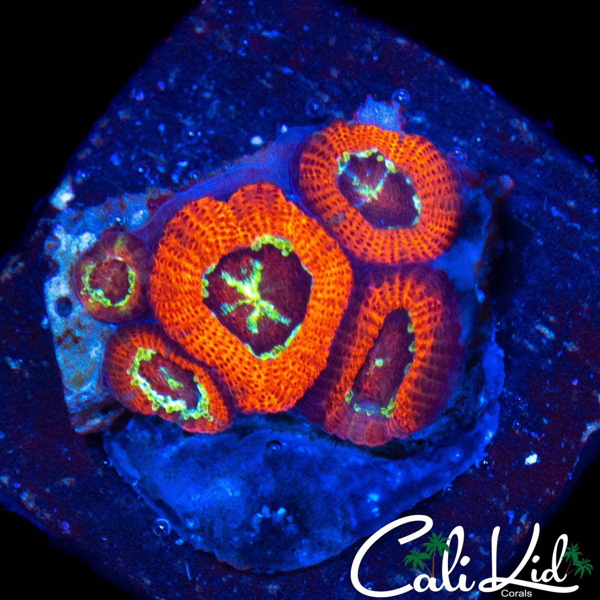 STARRY EYE MICROMUSSA