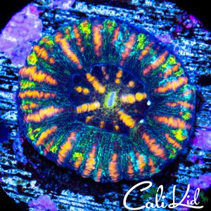 RAINBOW SLICE BUTTON SCOLY