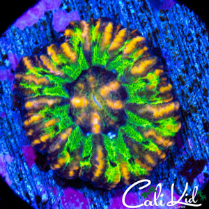 GREEN GOBLIN BUTTON SCOLY