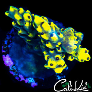 BUMBLE BEE ACRO
