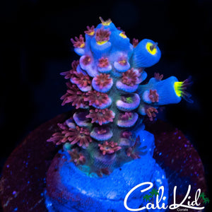BAD ASS RAINBOW TENIUS