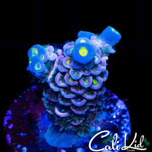 ULTRA RAINBOW TENIUS