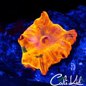 CANDY CRUSH SHROOM W/ PURPLE