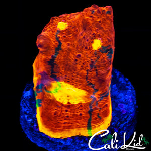 RAINBOW RIM CHALICE FRAG