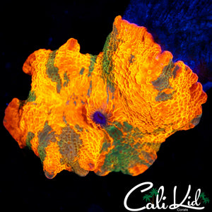 LARGE CANDY CRUSH MUSHROOM