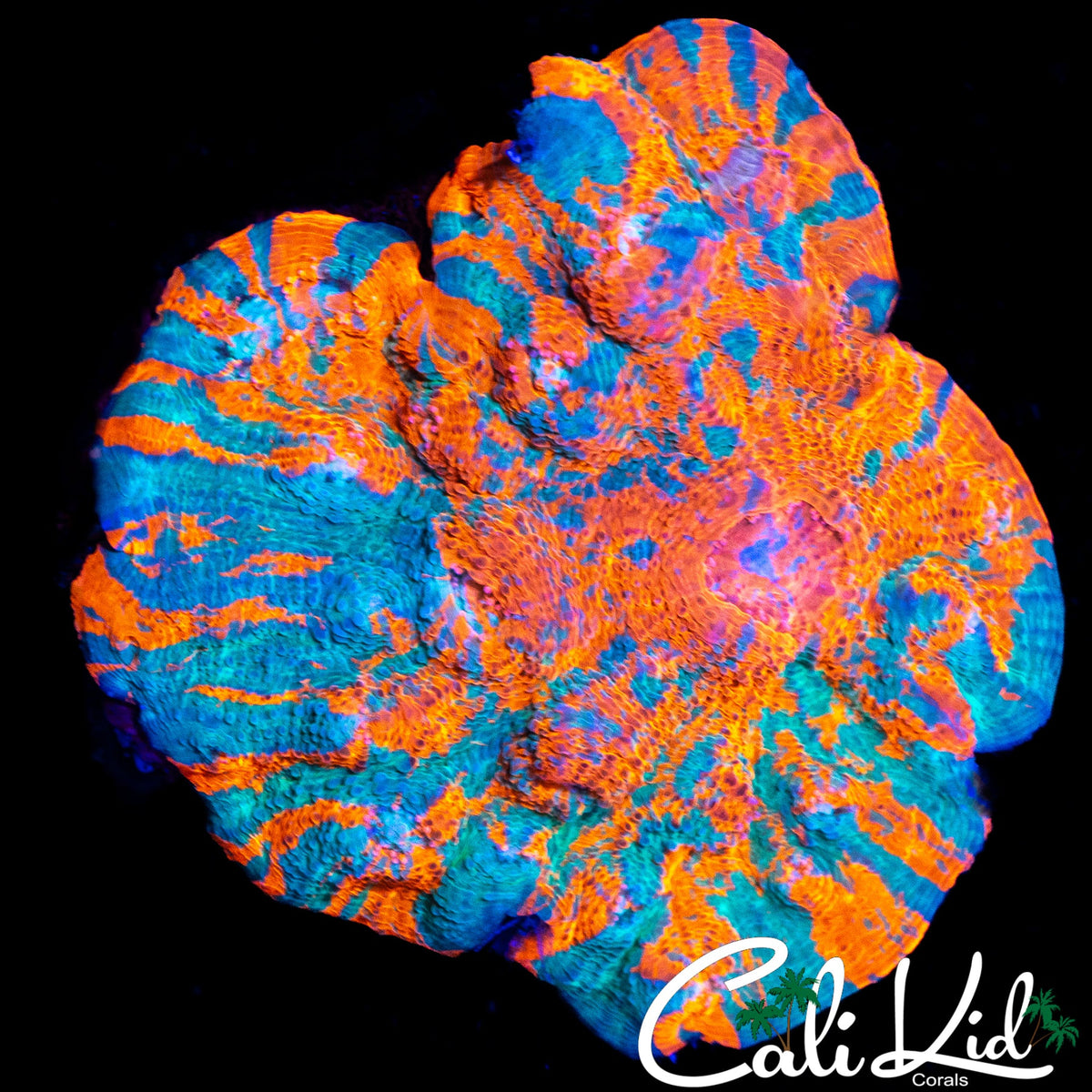 AMAZING RAINBOW SWIRL CHALICE COLONY