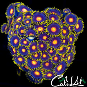 ULTRA ZOA COLONY