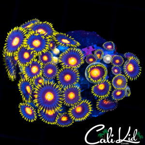 ULTRA ZOA MINI COLONY
