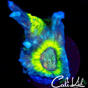 RAINBOW EYE PECTINIA