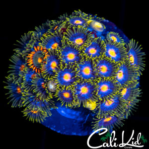 ASSORTED ZOA MINI COLONY