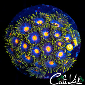 ASSORTED ZOA MINI COLONY