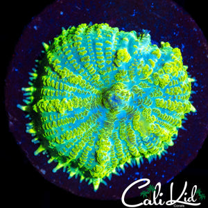 HULK BUBBLE RHODACTIS