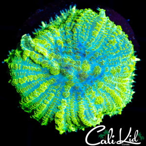 HULK BUBBLE RHODACTIS