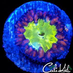 PINK RIM BUBBLE BLASTO