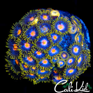 ASSORTED ZOA MINI COLONY
