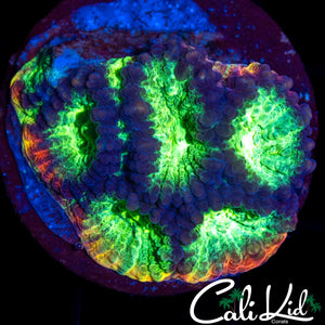 JF PYSCHO RAINBOW RIM FAVIA
