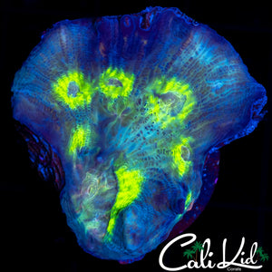 RAINBOW EYE PECTINIA