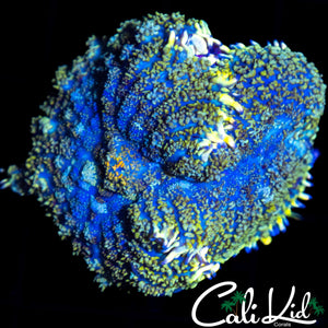 XL SPECKLED RHODACTIS