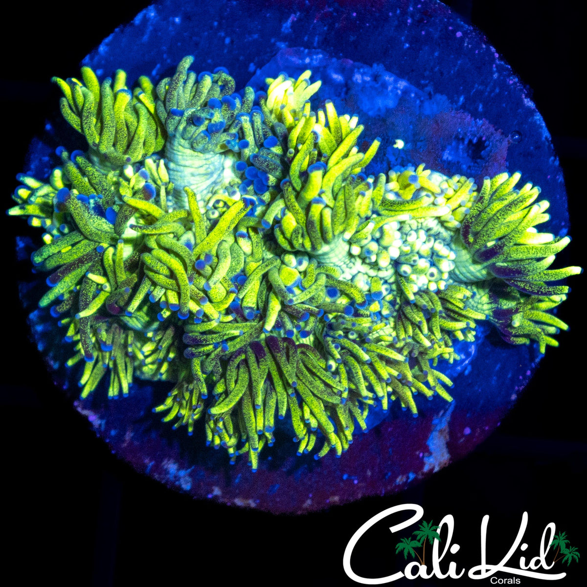 BLUE PETAL GONI