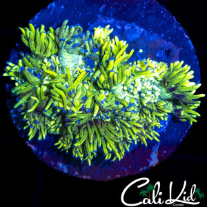 BLUE PETAL GONI