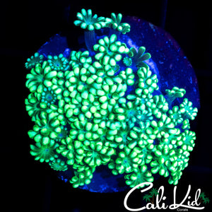 BI COLOR ALVEOPORA