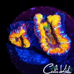 ULTIMATE RAINBOW ACAN DOUBLE