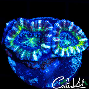 WHITE STRIPE ACAN TRIPLE