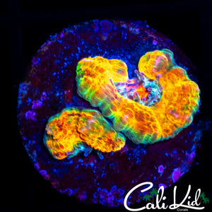 CK RARE MYSTERY ACAN DOUBLE