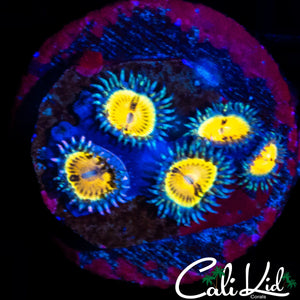 MYSTERY ZOA MINI COLONY